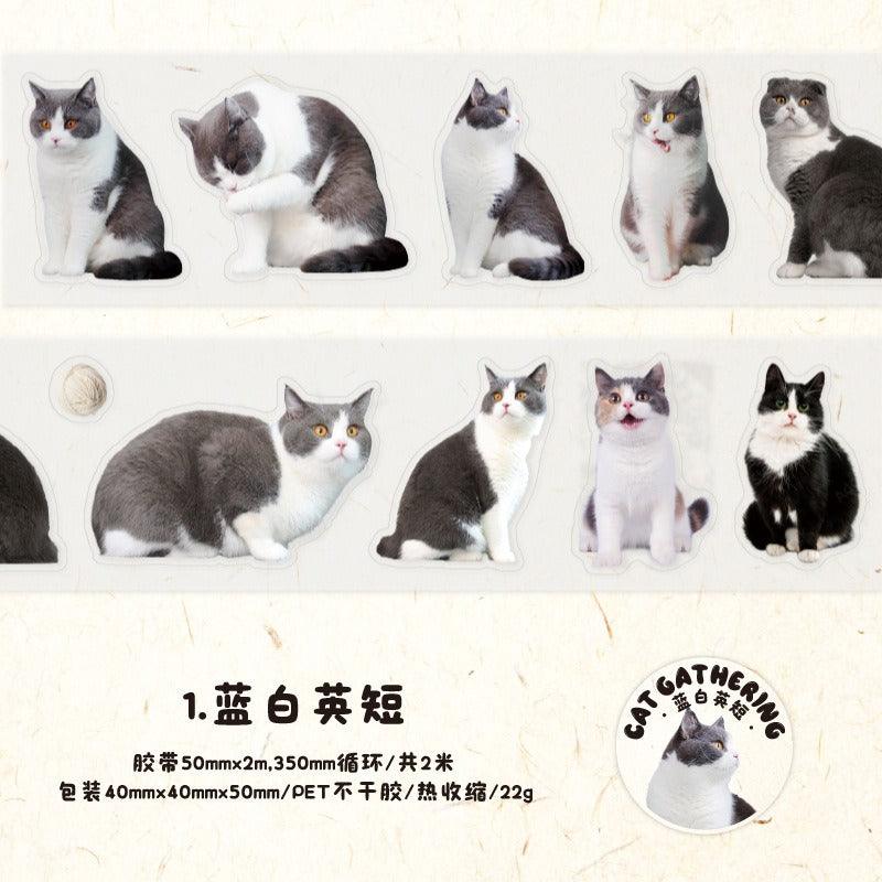 3006 PET Tape Cat Rally Series - Memo Journals