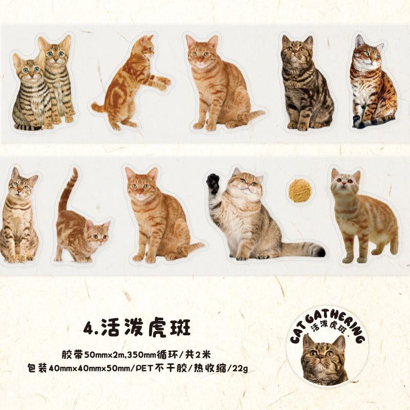 3006 PET Tape Cat Rally Series - Memo Journals